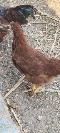 મુર્ગી વેસવાની સે