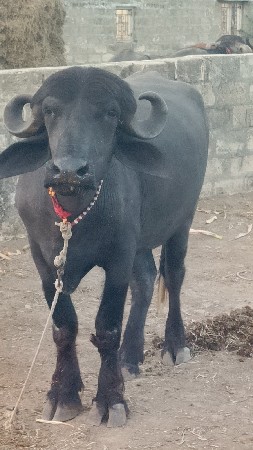 કરેલી ચાર મહિનાની ગામની છે રાજેશભા