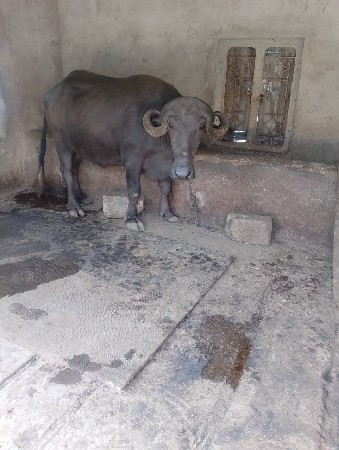 ભેંસ વેચવાની છે