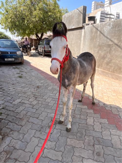 થંબનેલ 2