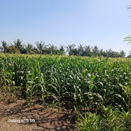 મકાઈ વેસવાની છે