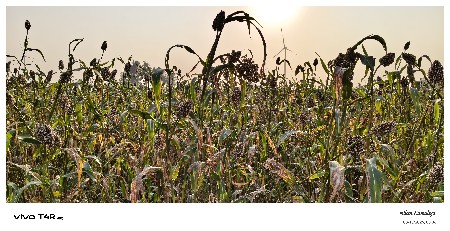 જુવાર નુ બાટું વેશવા નુ સે