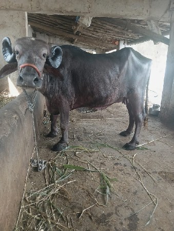 ભેશ વેશવાની શે