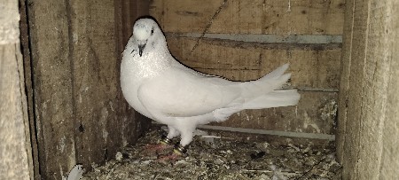 ફુલ ઊંડા નર સેલ