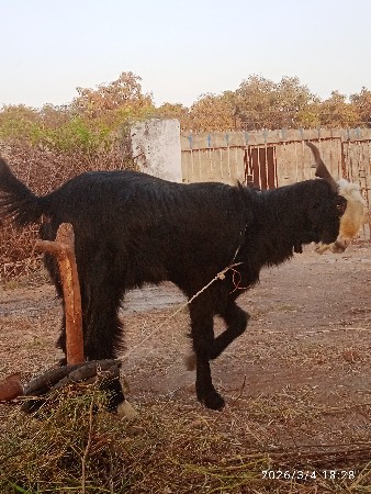 થંબનેલ 2