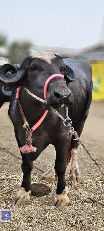 ખડેલી વેચવાની છે