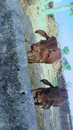 ગોધલા વેચવાના છે