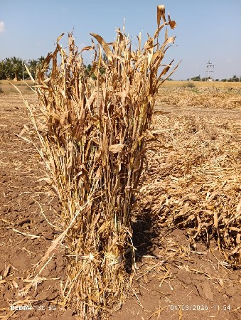 જુવાર ની સાર (નીણ) વેસવાની છે