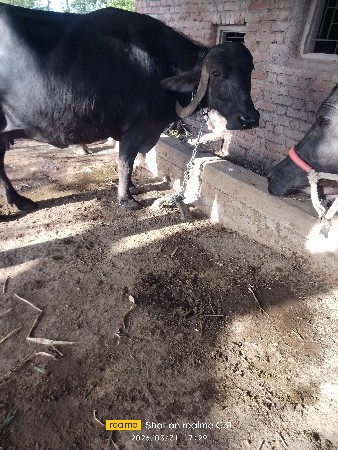 थंबनेल 3