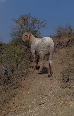 થંબનેલ 2