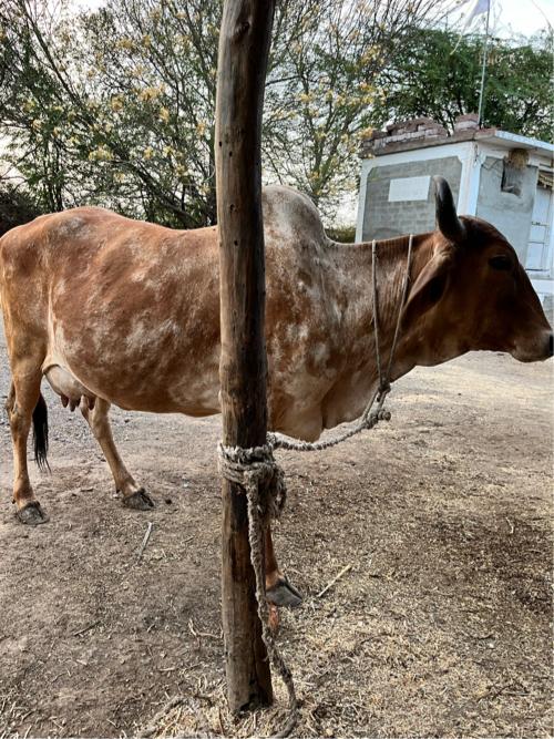 આ ગાય વેસવાની સે 4 લીટર દૂધ સે વિયાણી એના 15 દિવસ થયાં સે આગલા વેતર 5 લીટર દૂધ હતું