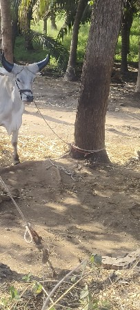 બળદ વેચવાના છે