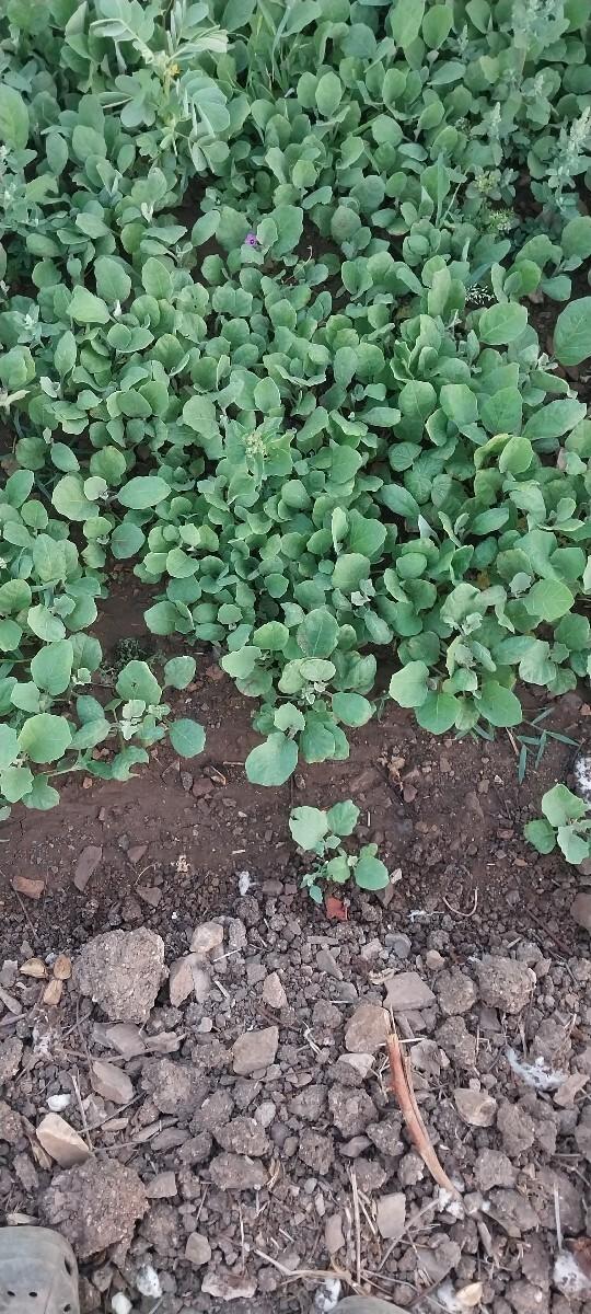 થંબનેલ 2