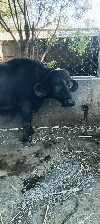 પેલું વેતર ખડાય વેચવાની છે