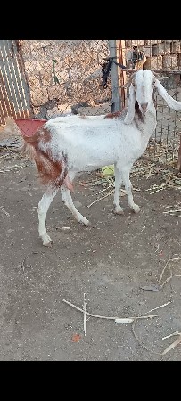 રાજસ્થાની બકરી વેચવાની છે