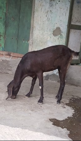 થંબનેલ 3