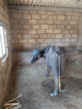 थंबनेल 2