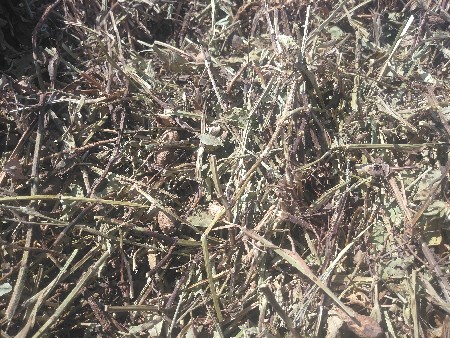 માંડવીનો ડોસો કોરો