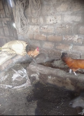 થંબનેલ 2