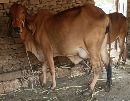 4 ગીર ગાય વેસવાની સે