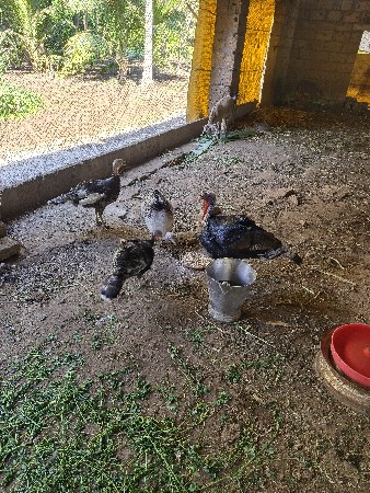 turki mugha vechvana chhe