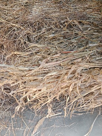 જુવારનો ચારો વેચવાનો છે