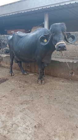 थंबनेल 3