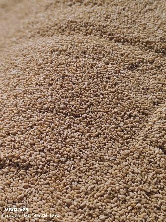 ટુકડા ઘવ વેચવાના સે