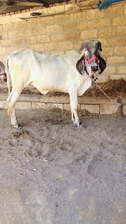 थंबनेल 3