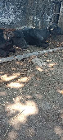 ખડેલી વેચવાની છે