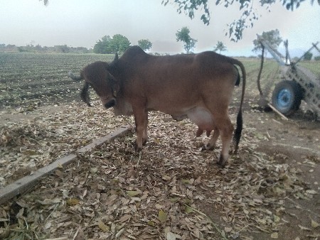 5 દિવશ કાશી