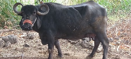 આ ભેંસ વેચવાની છે