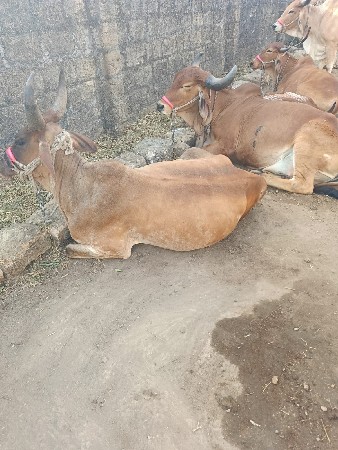 થંબનેલ 3