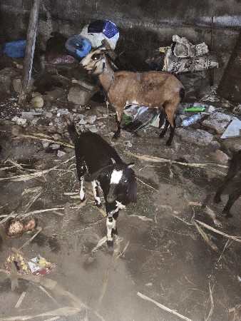 થંબનેલ 3