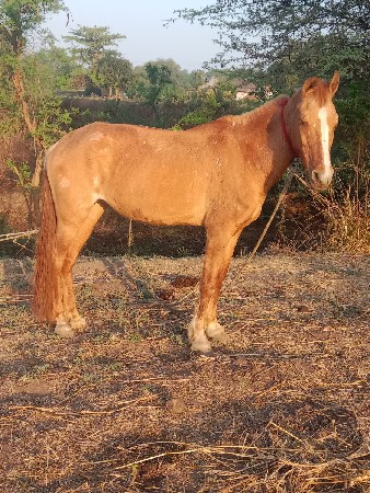 ધોડી વેસવાની છે