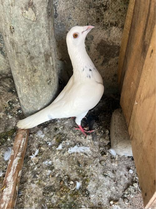 थंबनेल 3