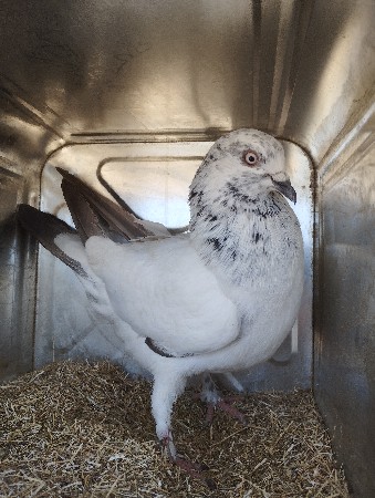 ઉડાન ની જોડી વેચવાની છે