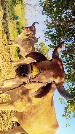 ગોઢલા વેચવા ના છે