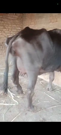 થંબનેલ 3