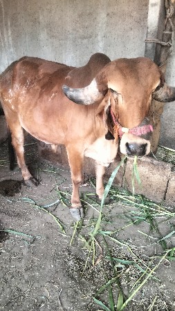 थंबनेल 3