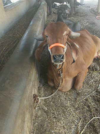 થંબનેલ 2