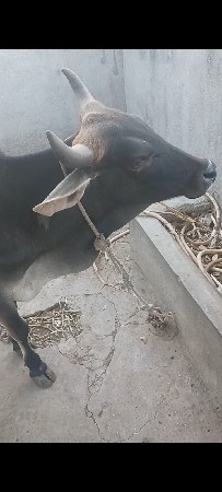ગાય વેચવાની છે