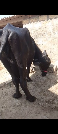 થંબનેલ 3