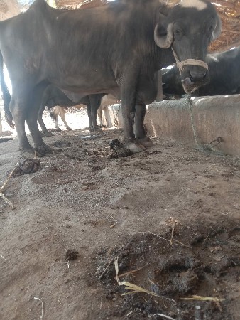 ખડેલી વેસાવ