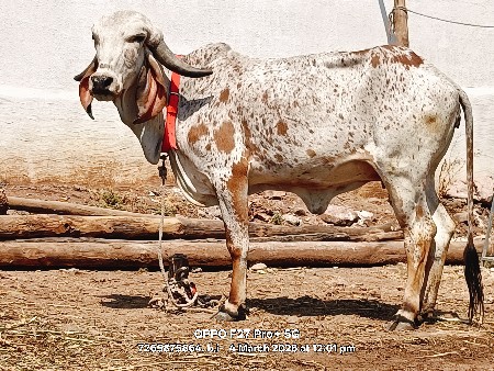 थंबनेल 3