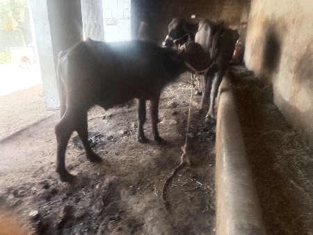 थंबनेल 3