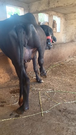 થંબનેલ 3