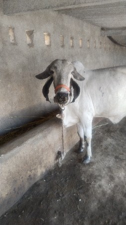 ઓળખું વેચવાનું છે