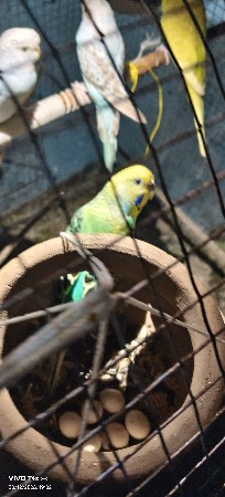 Aa Bird's Aapi deva na chhe