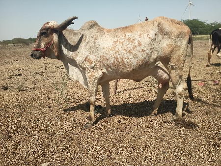 थंबनेल 3